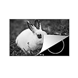 Herdabdeckplatte Ceranfeld Spritzschutz Küche Baby-Kaninchen in einem Feld - schwarz und weiß 80x52 cm Induktionsherd Abdeckung Induktionskochfeld Ceranfeldabdeckung